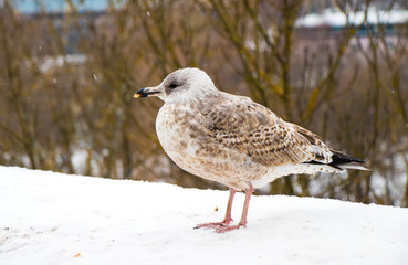 Seagull in Estonia