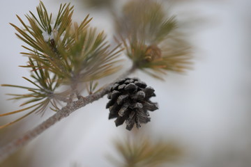 Pine branch and cone on natural background