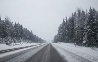 Winter forest. Good for Christmas background