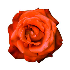 Red rose isolated on white background. Bud beautiful flower close. Petals smell freshness