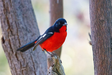 Rotbauchwürger auf einem Ast