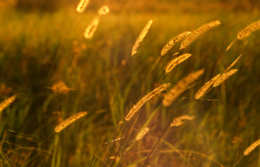 Semetsi, Okavango Delta, Okavango Delta, Ngamiland, Botswana, Africa