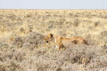 Löwin auf der Jagd