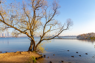 tree on the beach of floodplain
