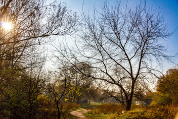 Obraz na płótnie Canvas morning in autumn park