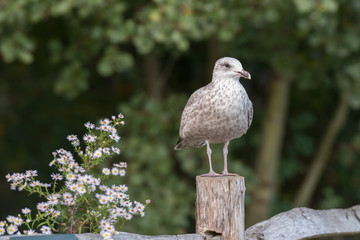 Obraz premium Herring gull sitting on fence post.