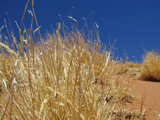 Straw bush in Namib Desert with bright blue sky in background
