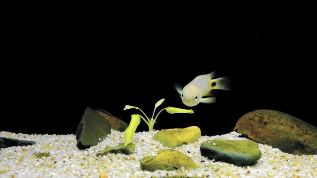 Small fish with black dot on tail turns in front of camera, looks at it and swims away. Ikan Puyu (Anabas testudineus) floating in aquarium. Beautiful little creature inhabiting freshwater pond.