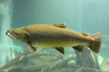 Atlantic salmon (Salmo salar)