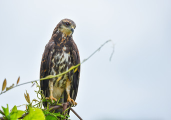 Immature common Black hawk (Buteogallus anthracinus) in Panama, bird of prey in his native habitat.