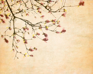 Pink magnolia flowers on old paper background