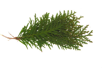 thuja isolated on white background