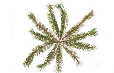 tree isolated on white background