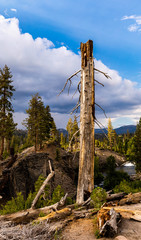 Arbre mort américain