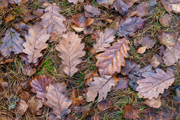 Wet leaves of an oak tree lying on a forest path. Leaves of deciduous trees after the first frosts.