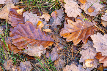Wet leaves of an oak tree lying on a forest path. Leaves of deciduous trees after the first frosts.