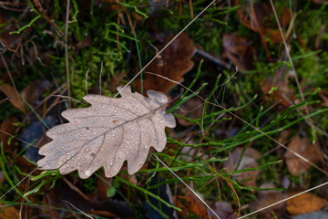 Wet leaves of an oak tree lying on a forest path. Leaves of deciduous trees after the first frosts.