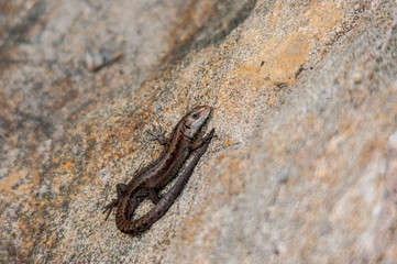 Lizard on a rock