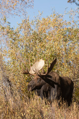 Bull Shiras Moose in Wyoming in Autumn