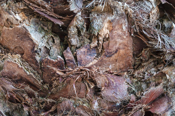 Texture of palm tree bark. Beautiful bark pattern. Close-up.