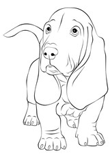 Illustration of ablack and white Baset Hound dog