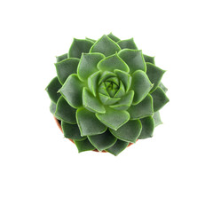 top view succulent in a pot isolated on white