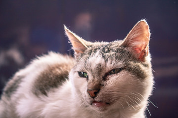 Fototapeta premium Curious Cat