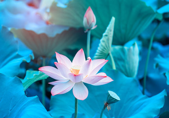 blooming lotus flower
