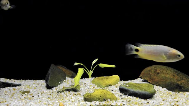 Two cute yellow fish quickly swimming at pond bottom covered with sand, stones and algae. Ikan Puyu (Anabas testudineus) floating in dark water. Freshwater species in natural habitat. Still camera.