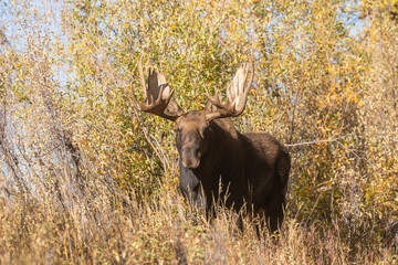 Naklejka na ściany i meble Bull Shiras Moose in Wyoming in Autumn