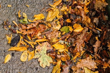 autumn leavesfor a background top view