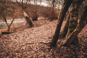 Obraz premium Mossy tree trunks 