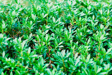 green bush close up