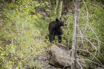 Schwarzbär in Kanada