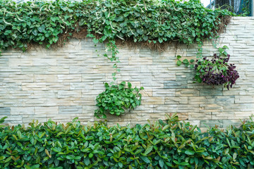 Devil s ivy decorated on wall