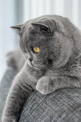 Graue Katze &ndash; Britisch Kurzhaar