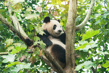 Obraz premium Giant panda over the tree.