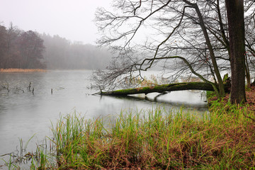 deszczowy i mglisty dzień w rezerwacie Warmiński Las