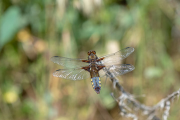 dragonfly on leaf