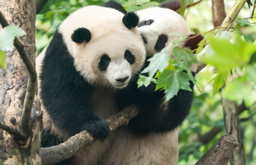 two giant pandas playing in tree