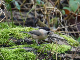 Willow tit (Poecile montanus)
