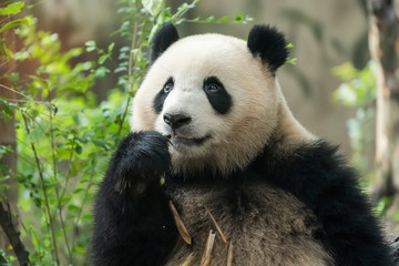 Fototapeta premium Giant panda eating bamboo