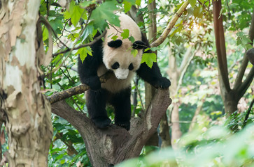 Obraz premium Giant panda over the tree.