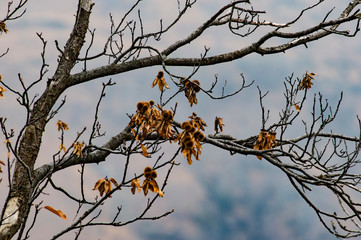 branch of a tree