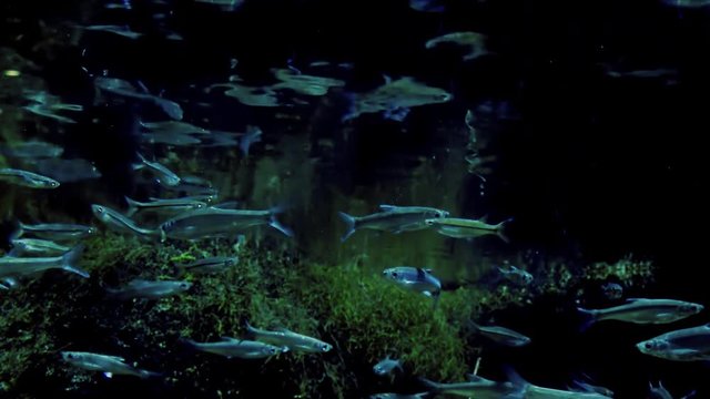 Shoal of Three-lined or Scissortail Rasbora (Rasbora trilineata) swimming chaotically near water surface against green algae on background. Schooling fish in dimly lit freshwater pond. Still camera.