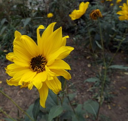 yellow flowers in garden