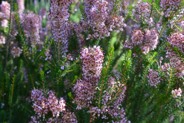 Obraz premium Heather, Calluna vulgaris, in flower