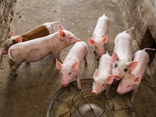 pigs on the farm