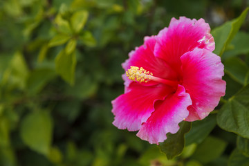 Red hibiscus flower on a green background in a tropical garden