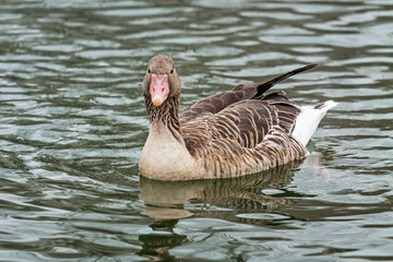 Ducks in Danube river, Budapest, Hungary